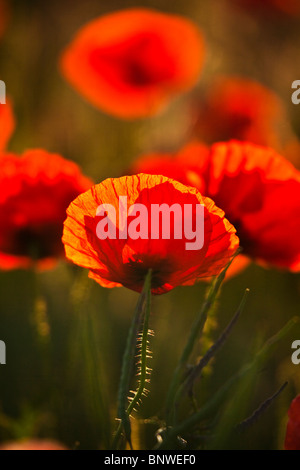 Coquelicots rouges communs rétroéclairé, Papaver rhoeas, contre un fond vert sombre. Banque D'Images