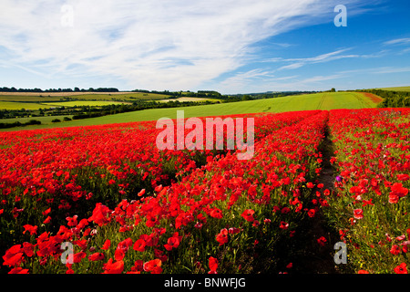 Des champs de pavot en soleil sur la Marlborough Downs, Wiltshire, England, UK Banque D'Images