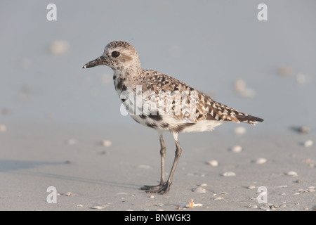 Pluvier argenté (Pluvialis squatarola) Banque D'Images