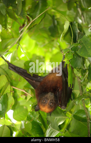 Flying Fox bat looking at camera, l'île de tioman, Malaisie Banque D'Images