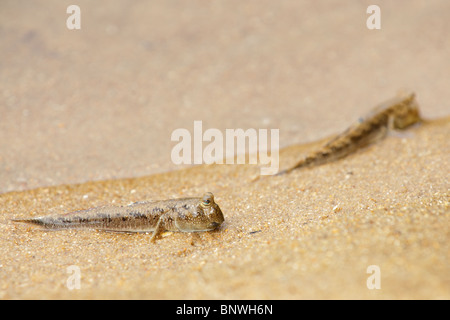 Mudskipper poisson marche sur le sable humide, l'île de tioman, Malaisie Banque D'Images