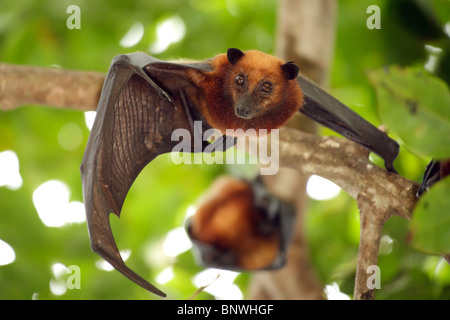 Flying Fox bat looking at camera, l'île de tioman, Malaisie Banque D'Images