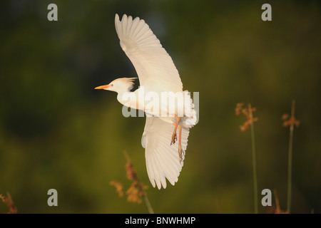 Héron garde-boeufs (Bubulcus ibis), adulte en vol, Fennessey Ranch, Refugio, Coastal Bend, la côte du Texas, USA Banque D'Images