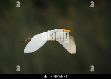 Héron garde-boeufs (Bubulcus ibis), adulte en vol, Fennessey Ranch, Refugio, Coastal Bend, la côte du Texas, USA Banque D'Images
