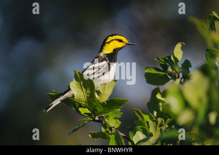 Golden-cheeked Warbler (Dendroica chrysoparia), homme en chêne, Friedrich Wilderness Park, San Antonio, Texas Hill Country, Banque D'Images