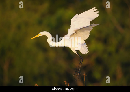 Grande Aigrette (Ardea alba), des profils de vol, Fennessey Ranch, Refugio, Coastal Bend, Texas, USA côte Banque D'Images