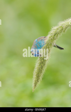 Passerin indigo (Passerina cyanea mâle) se nourrissant de riz sauvage de Manchourie, Port Aransas, Mustang Island, Coastal Bend, Texas coast Banque D'Images