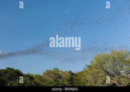 Libre mexicain tuberculata (Tadarida brasiliensis), swarm en vol, Bracken Cave, San Antonio, Texas Hill Country, Centre, France Banque D'Images