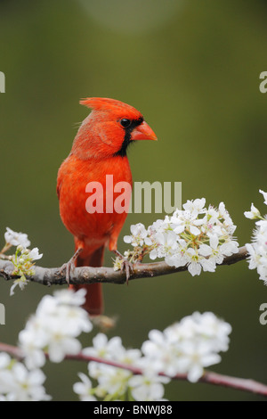 Cardinal rouge (Cardinalis cardinalis), mâle adulte en butinant Mexican prune, Hill Country, Centre du Texas, USA Banque D'Images