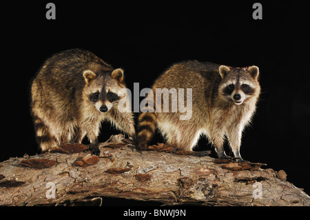 Raton laveur (Procyon lotor), adultes on log, Fennessey Ranch, Refugio, Coastal Bend, la côte du Texas, USA Banque D'Images