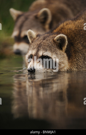 Raton laveur (Procyon lotor), les adultes dans la nuit l'eau de lac des terres humides, Fennessey Ranch, Refugio, Coastal Bend, Texas Banque D'Images