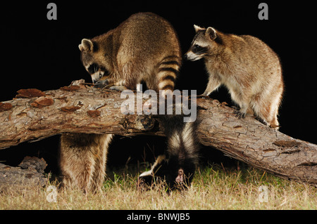 Raton laveur (Procyon lotor), les adultes dans la nuit entre la mouffette rayée (Mephitis mephitis), Coastal Bend, la côte du Texas, USA Banque D'Images