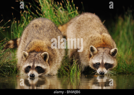 Raton laveur (Procyon lotor), les adultes dans la nuit l'eau de lac des terres humides, Fennessey Ranch, Refugio, Coastal Bend, Texas Banque D'Images