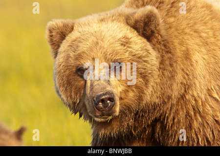 Stock photo libre de droit d'une côte de l'alaska ours brun dans une prairie de la lumière dorée du coucher du soleil Banque D'Images