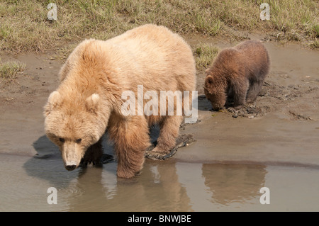 Stock photo d'un ours brun côtières de l'alaska sow et cub au ruisseau pour boire un verre, Silver Salmon Creek, Lake Clark National Park Banque D'Images