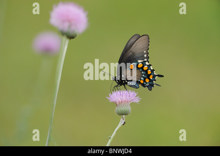 Pipevine Swallowtail (battus philenor),alimentation adultes sur Texas Cirsium texanum), Coastal Bend, la côte du Texas, USA Banque D'Images