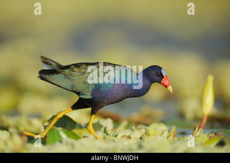 Purple Gallinule (Porphyrula martinica), des profils de marcher sur les feuilles de nénuphar, Fennessey Ranch, Refugio, Coastal Bend, la côte du Texas, USA Banque D'Images