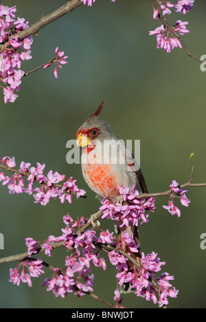 Pyrrhuloxia (Cardinalis sinuatus), homme de l'Est (Redbud Cercis canadensis), Dinero, Lake Corpus Christi, Texas, États-Unis Du Sud Banque D'Images