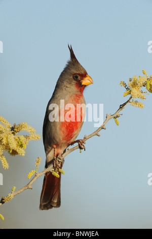 Pyrrhuloxia (Cardinalis sinuatus), mâle adulte en butinant Blackbrush Acacia, Lake Corpus Christi, Texas, États-Unis Du Sud Banque D'Images