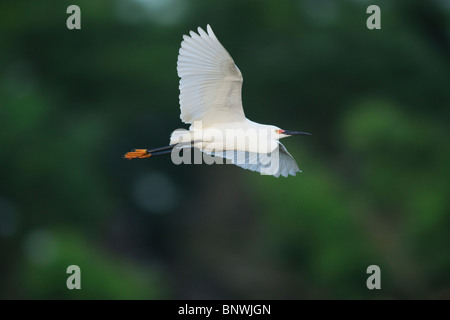 Aigrette neigeuse (Egretta thula), les adultes en vol, Fennessey Ranch, Refugio, Corpus Christi, Coastal Bend, la côte du Texas, USA Banque D'Images