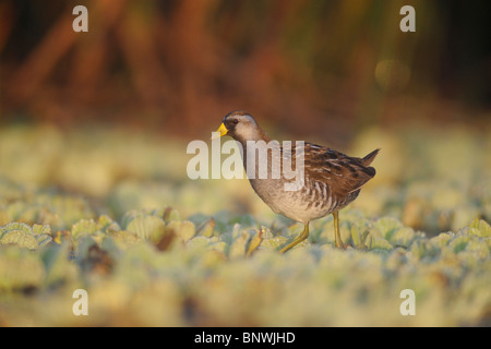 Sora (Porzana carolina), immatures marche sur l'eau la laitue, Refugio, Coastal Bend, la côte du Texas, USA Banque D'Images