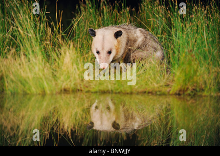 L'Opossum de Virginie (Didelphis virginiana), boire de l'eau adultes lac des terres humides, Fennessey Ranch, Refugio, Coastal Bend, Texas Banque D'Images