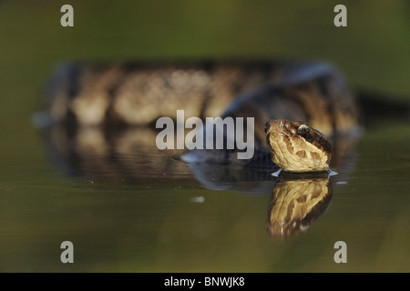 Western Cottonmouth (Agkistrodon leucostoma piscivores), des profils dans le lac, Fennessey Ranch, Refugio, Coastal Bend, la côte du Texas, USA Banque D'Images