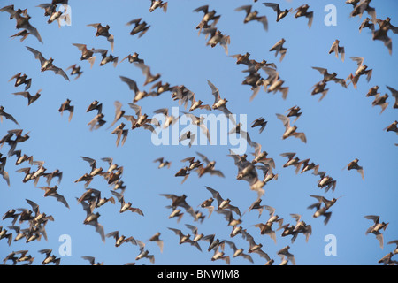 Libre mexicain tuberculata (Tadarida brasiliensis), swarm en vol, Bracken Cave, San Antonio, Texas Hill Country, Centre, France Banque D'Images