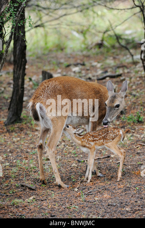 Le cerf de Virginie (Odocoileus virginianus), fauve, soins infirmiers New Braunfels, San Antonio, Texas Hill Country, Centre, France Banque D'Images