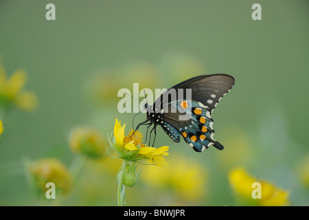 Pipevine Swallowtail (battus philenor), adulte, Sinton, Corpus Christi, Coastal Bend, la côte du Texas, USA Banque D'Images