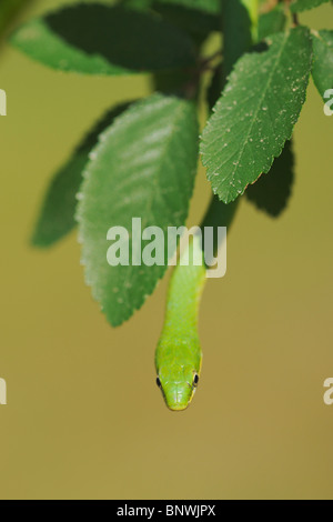 Serpent vert rugueux (Opheodrys aestivus), escalade adultes en arbre, refuge, Coastel Bend, Texas, États-Unis Banque D'Images