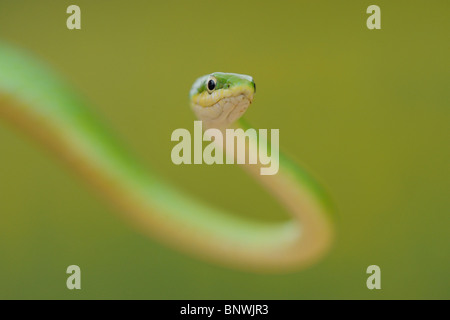 Serpent vert rugueux (Opheodrys aestivus), escalade adultes en arbre, refuge, Coastel Bend, Texas, États-Unis Banque D'Images