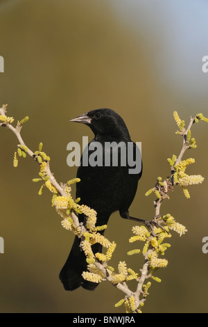 Carouge à épaulettes (Agelaius phoeniceus), homme sur Blackbrush Acacia (Acacia rigidula), Dinero, Lake Corpus Christi, Texas Banque D'Images