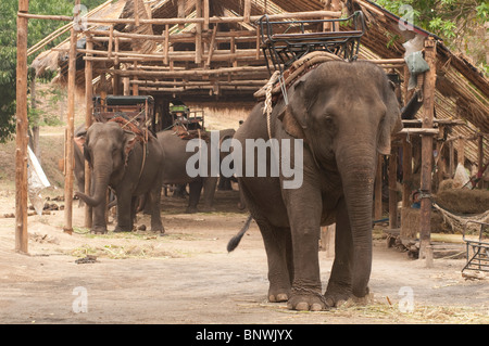 Centre de conservation des éléphants, Lampang, Thaïlande, Asie Banque D'Images