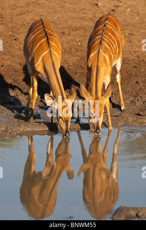 Nyala potable femelles Banque D'Images