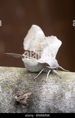 Sphynx du peuplier Laothoe populi au repos sur branch Banque D'Images