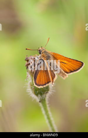 Petit Patron Thymelicus sylvestris mâle adulte butterfly Banque D'Images