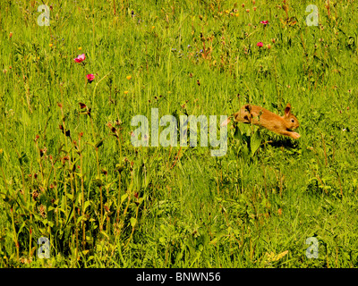 Saut de lapin en champ de fleurs sauvages Banque D'Images
