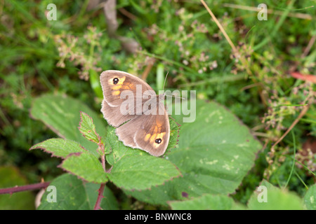 Maniola jurtina Meadow Brown papillon adulte au repos sur une feuille de mûrier Banque D'Images