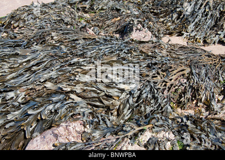 Crémaillère, Fucus serratus Banque D'Images