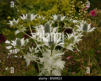 Holly mer fleur (Erynigom Wilmotts Miss Ghost) dans la région de Chenies Manor House Garden, Bucks Banque D'Images