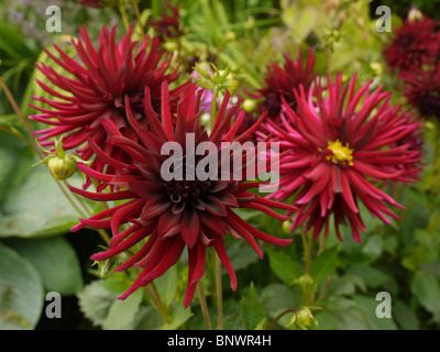 Dalia rouge Fleur d'été à Chenies Manor House Garden, Bucks, Royaume-Uni Banque D'Images