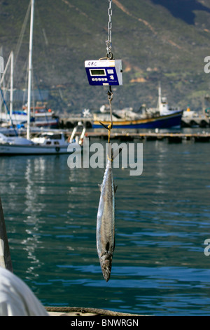 Snoek fraîchement pêché ( Thyrsites atun) pesé à Hout Bay Harbour, près de Cape Town, Afrique du Sud. Banque D'Images