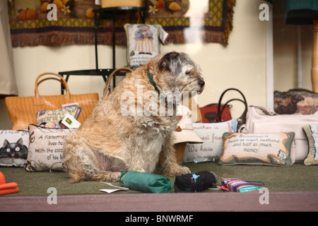 Un chien très âgé se réveille de son sommeil dans une fenêtre de la boutique d'artisanat à Midhurst, Sussex, GU29. Banque D'Images