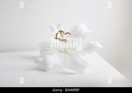 Une fleur de lys blanc Banque D'Images