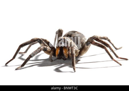 Sydney Funnel-web spider Atrax robustus seule femelle adulte Banque D'Images