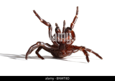Sydney Funnel-web spider Atrax robustus seule femelle adulte Banque D'Images