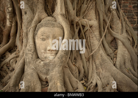 Tête de bouddha enveloppé dans fig racines à Wat Maha That, Ayutthaya, Province d'Ayutthaya, Thaïlande, Asie Banque D'Images