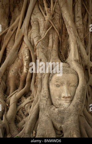 Tête de bouddha enveloppé dans fig racines à Wat Maha That, Ayutthaya, Province d'Ayutthaya, Thaïlande, Asie Banque D'Images