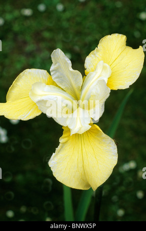 Iris sibirica 'beurre et sucre' fleur jaune fleurs jardin plantes plantes iris de Sibérie drapeaux drapeau Banque D'Images